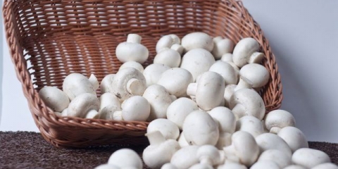 Šampinjoni tokom trudnoće: je li moguće ili ne, karakteristike i pravila upotrebe